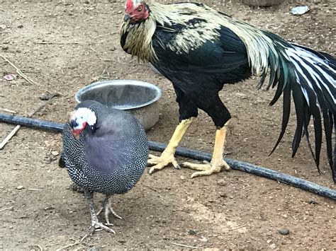 desi cock photo